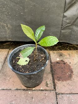 Mispero ( Loquat )