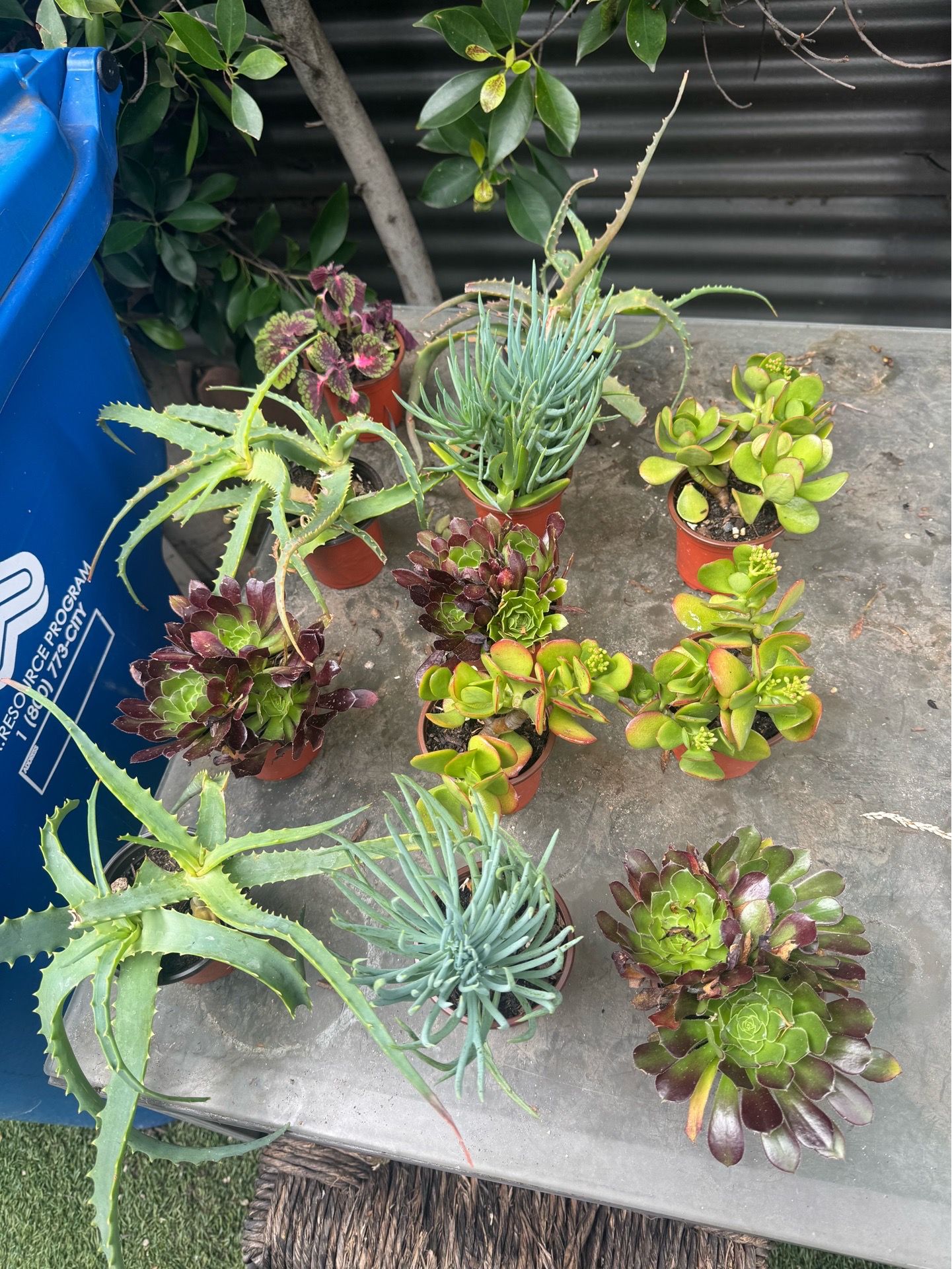 Little plants $2 each pot