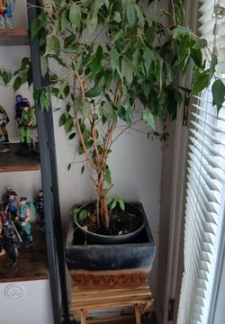 PLANTER POTS (2)