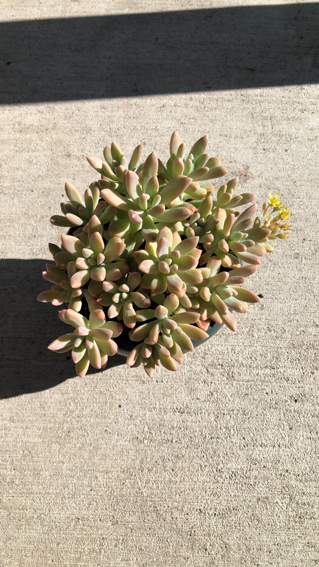 Green Pot Of Beautiful Succulents