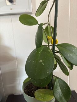 Hoya Obovata Splash Houseplant 6 inch pot
