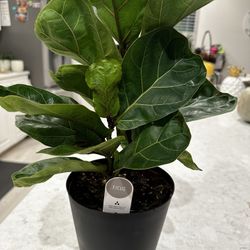 Plant Sale 🪴 ~ Starting at $5