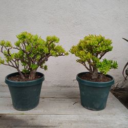 Jade Crassula Succulent Plants 