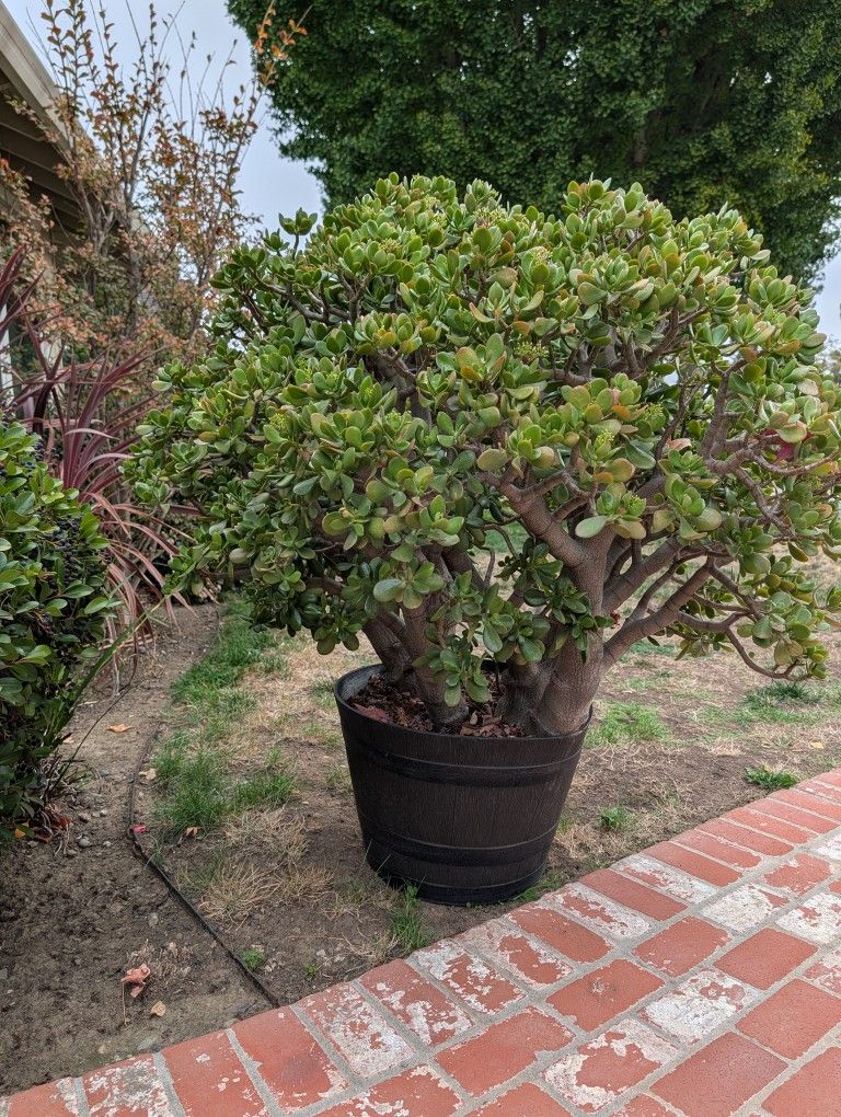 10 Years Old Jade Plant