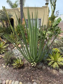 Large Agave Sisalana Plant You Remove