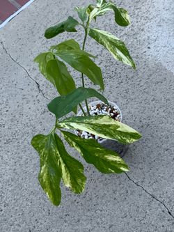 Anthurium Clavigerum Variegated