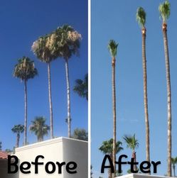 Palm Tree Trim!!