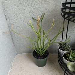 Pencil  cactus  plant