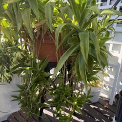 Basket “Octopus” Plants 