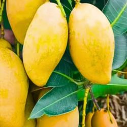 Grafted Mango Tree