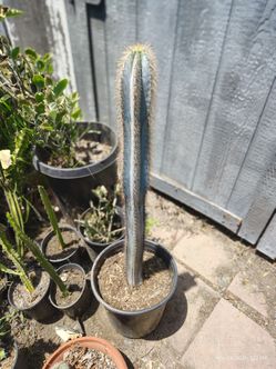Blue torch cactus plant