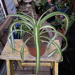 Variegated Curly Spider Plant