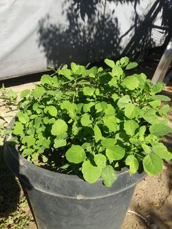 Plantas de papalo....