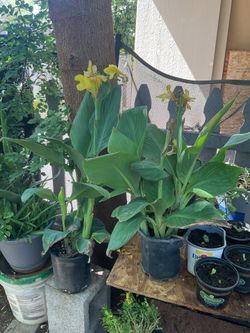Yellow canna Lily plants