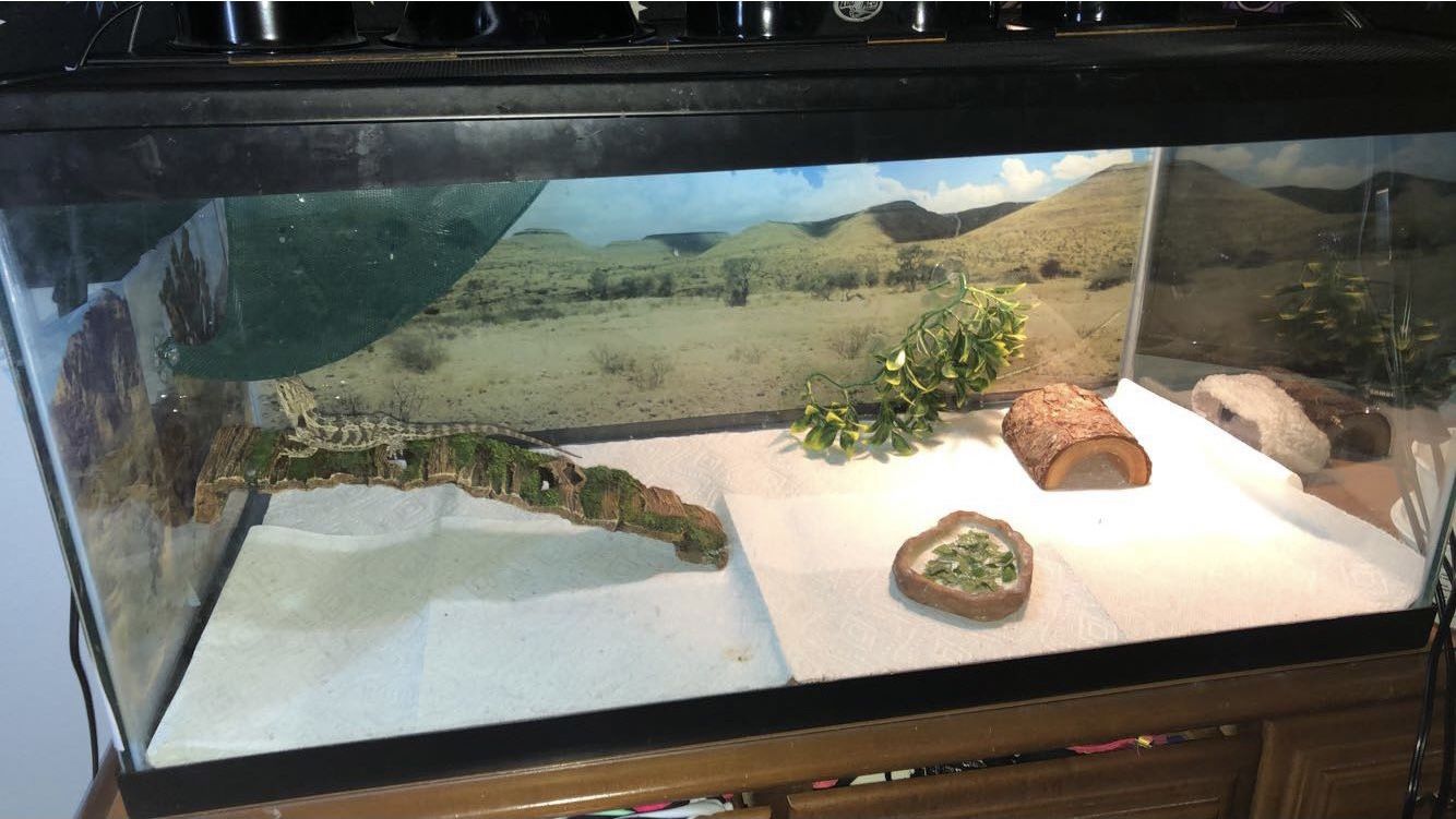 40 Gallon Tank for reptiles