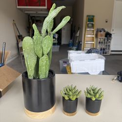 Succulent set 