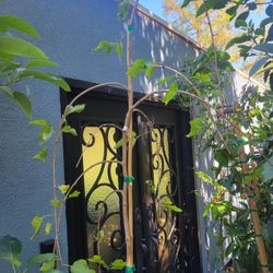 8ft WEEPING mulberry FRUIT TREE 