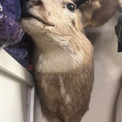 Taxidermy Deer Head And Antelope 