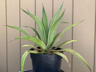 Agave Desmettiana Variegata
