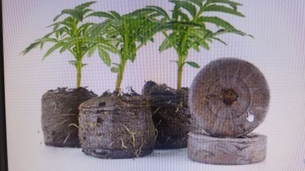 Jiffy medium pellets 36mm x 1- 5/8" tall -- 200 ct