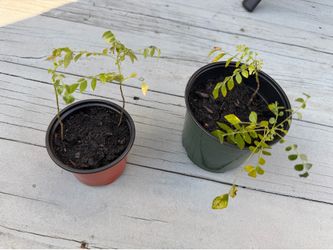 Curry leaves plants 🪴