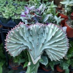 PLANT AND SUCCULENT SALE NEXT SUNDAY FROM 1PM TO 5PM