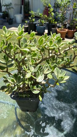 El Diamante de las suculentas matizado blonco con verde
