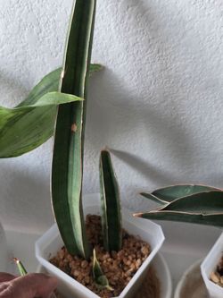 Baseball bat Sansevieria plant