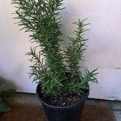 Rosemary Plant 