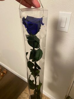 Single Blue Preserved Rose in Clear Box