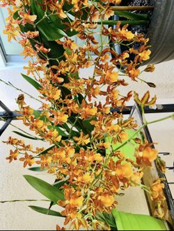 Live Dancing Lady Orchids