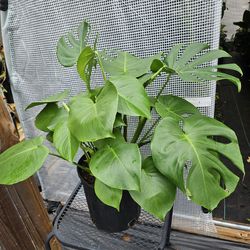 Monsterea live plants 3gallons pot