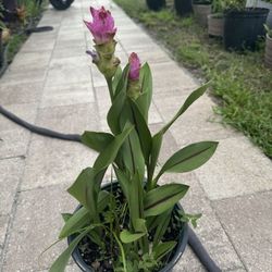 Circuma Ginger Siam Tulip