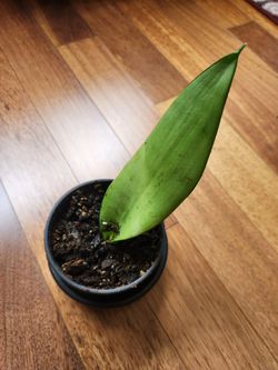 Dracaena trifasciata 'Moonshine indoor plant'