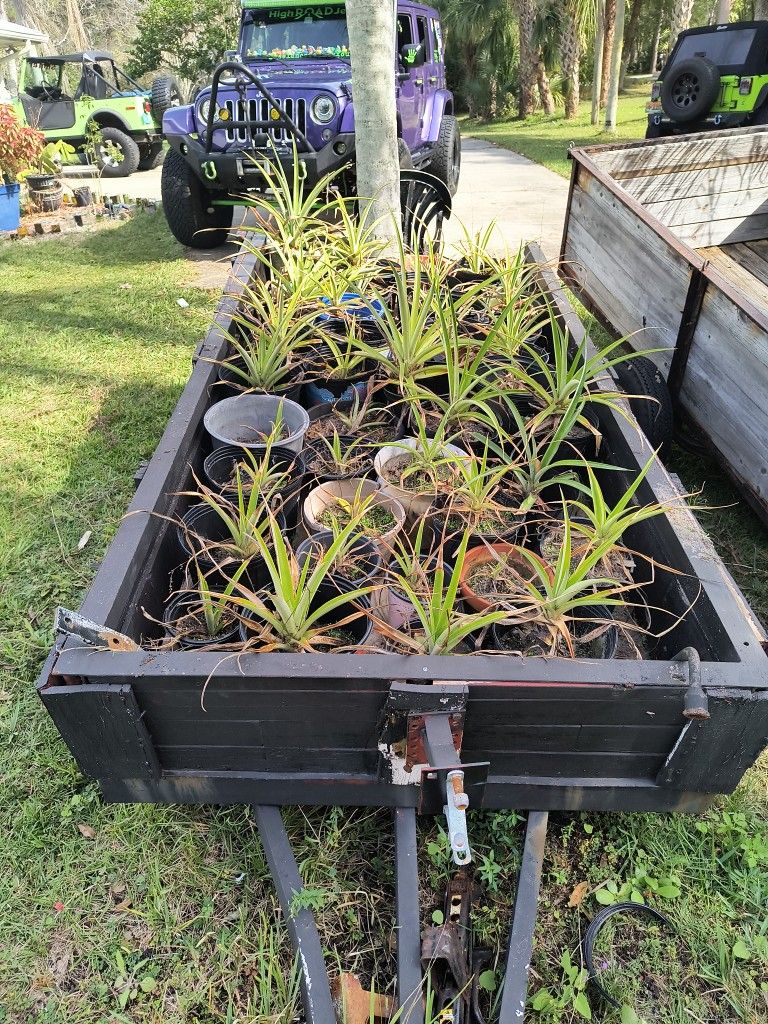 Pineapple Plants Various Sizes