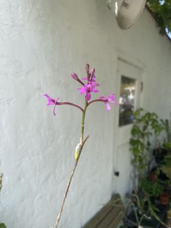 Epidendrum Orchid (Mini Purple)