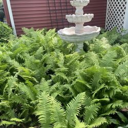 Fern Plants