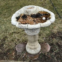 Bird Bath