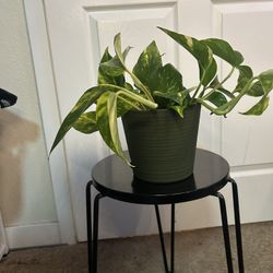 Indoor House Plants Ready For A Home!