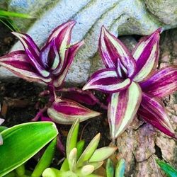 Tradescantia Zebrina Succulents 🌱🪷🌱