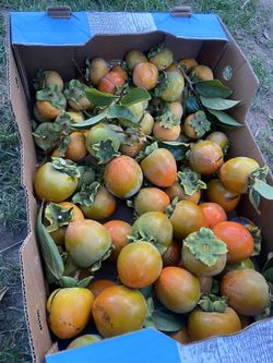 Organic Persimmon 