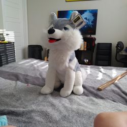 Dog Husky