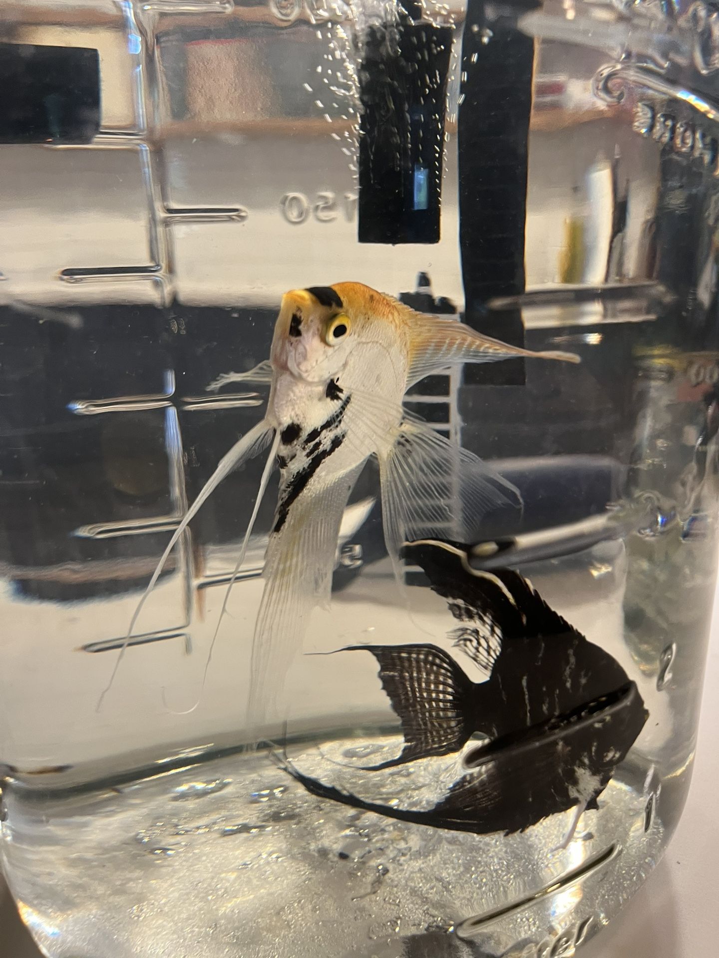 Free Angel Fish