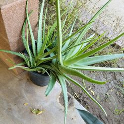 LARGE ALOE VERA PLANT MEDICINAL SABILA GRANDE MANY PLANTS IN ONE SABILA FIRM PRICE 