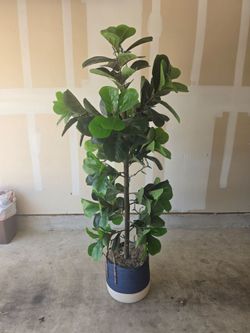 Large Fiddle Leaf Fig Tree in Basket