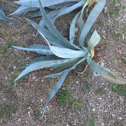 Blue Agave
