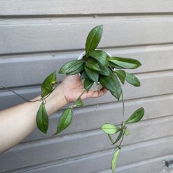 4” hoya crassipetiolata