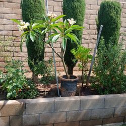 Hawaiian Plumeria 