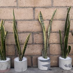 Snake Plants In Cement Pot