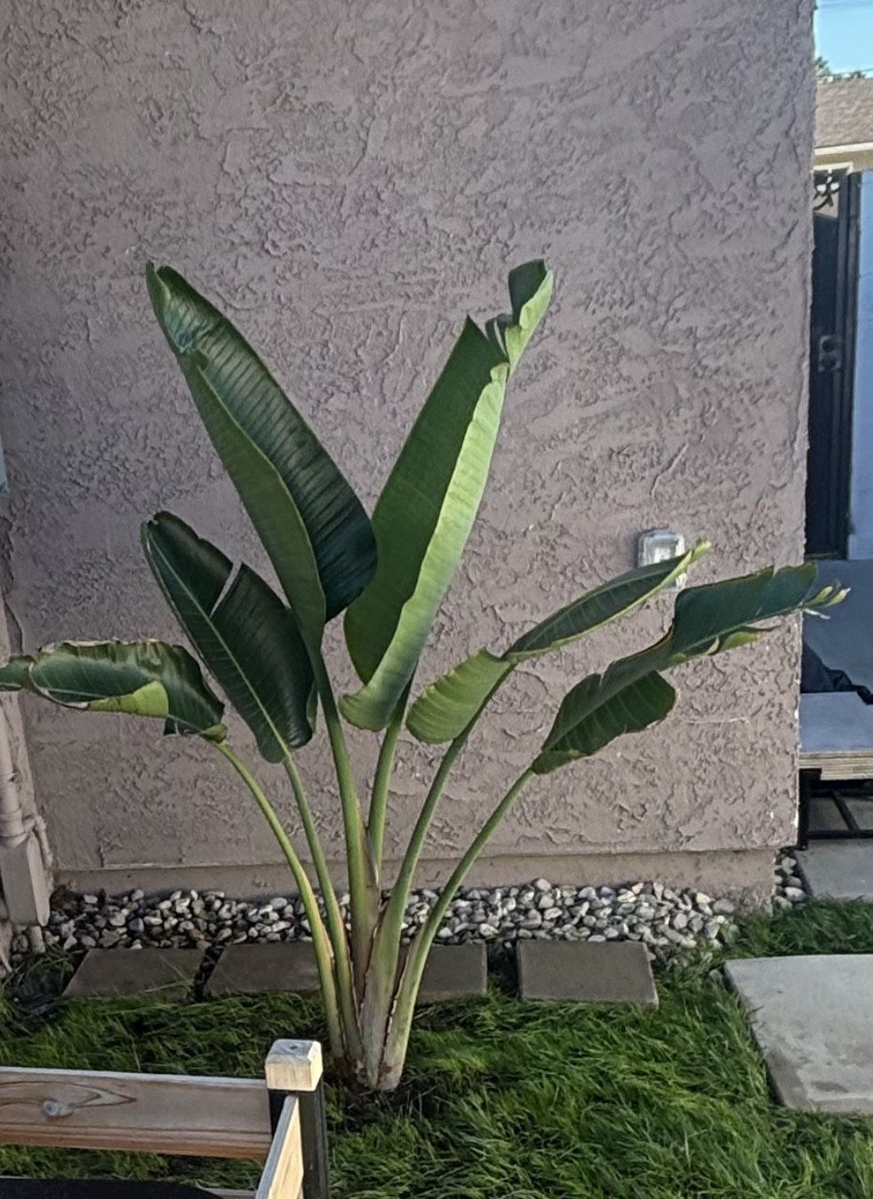 Birds Of Paradise Plant